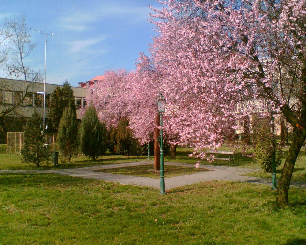 Zöldterület